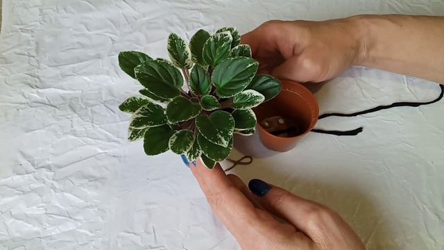 Почему не цветут фиалки? Что делать? Фиалки у Алисы. смотреть онлайн