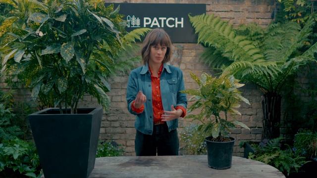 Aucuba Japonica - Top Outdoor Plants ? смотреть онлайн