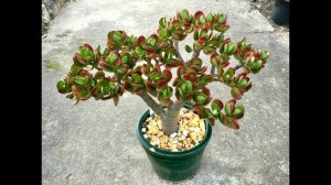 ДЕНЕЖНОЕ ДЕРЕВО. ТОЛСТЯНКА. КРАССУЛА. МЯГКИЕ ТОНКИЕ СМОРЩЕННЫЕ ЛИСТЬЯ. ПОЧЕМУ ВЯНУТ? ПРИЧИНЫ.