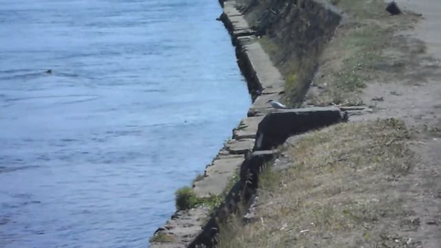 Arctic tern hunting on Neva river.Полярная крачка охотится на Неве смотреть онлайн