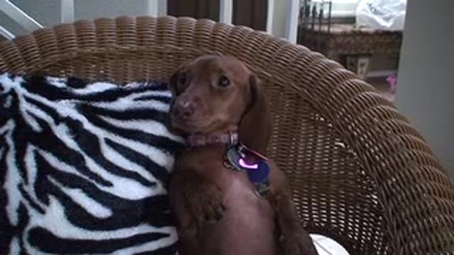 Lonely Dachshund. Ruby, Don't Take Your Love To Town смотреть онлайн