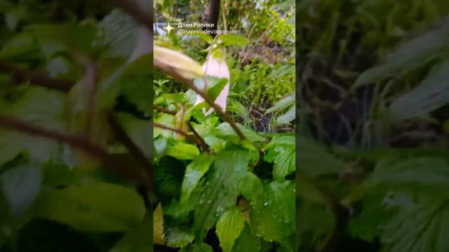 Колокольчик точечный смотреть онлайн