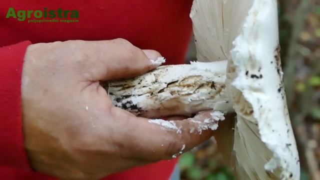 AGROISTRA Kako brati gljive смотреть онлайн