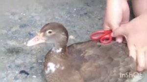 Мускусные утки || Как избежать расклева у мускусных уток?