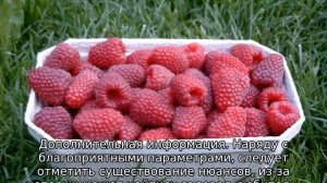 Малина Недосягаемая