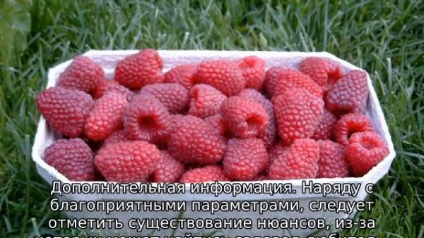 Малина Недосягаемая