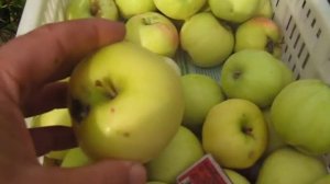 Яблоня кальвиль снежный более 100-летний сорт фору даст современным сортам