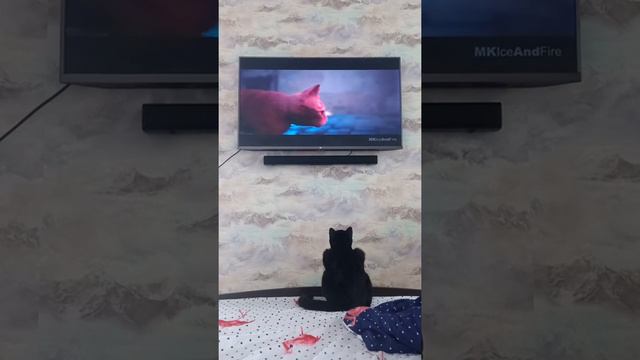 Мой кот смотрит геймплей игры STRAY смотреть онлайн