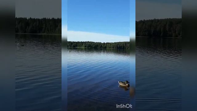 Хороший летний денёк в лесу. Август 2020. смотреть онлайн