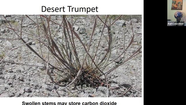 Flora of JTNP Zoom Lecture Spring 2022 смотреть онлайн
