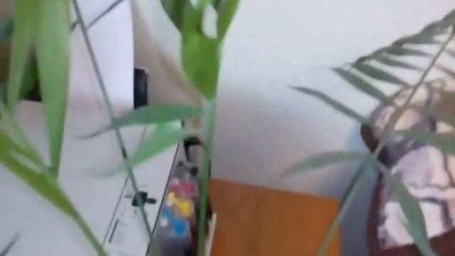 ПАЛЬМА. Лечение ( желтеют листья ) ЧАСТЬ 1 смотреть онлайн