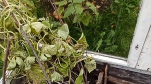 Как построить теплицу из б/у деревянных оконных рам.