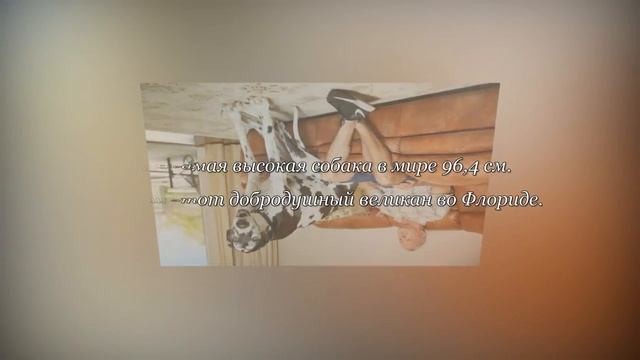 Книга рекордов Гиннеса 2017 смотреть онлайн