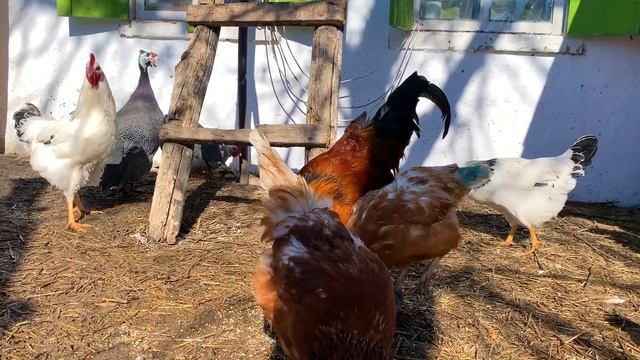#138 Как подружить собаку с овцами? Наши будни / переезд в деревню смотреть онлайн