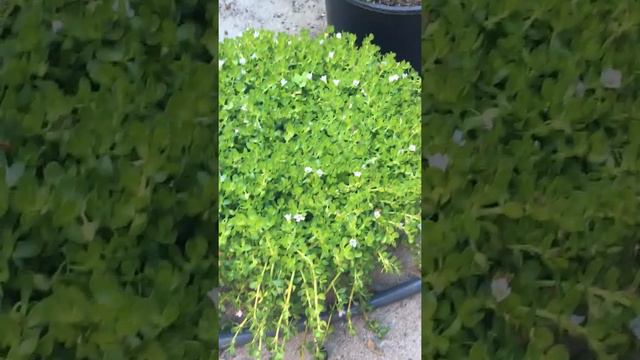 Bacopa (Brahmi) Water Hyssop - The Great Intelligence Herb
