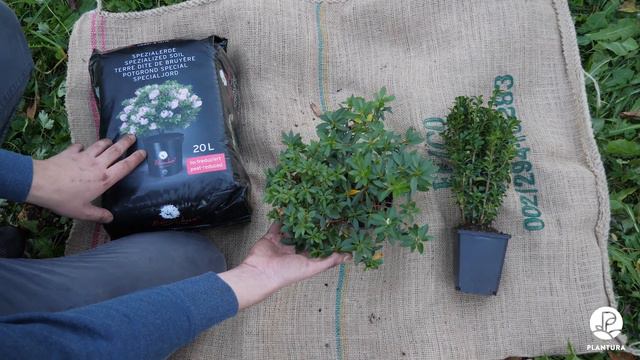 Buchsbaum-Ersatz: Rhododendron Bloombux umtopfen (Anleitung) смотреть онлайн