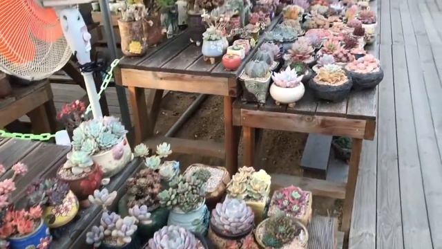 Review vườn sen đá Hàn Quốc lớn gần thủ đô Seoul #sen đá #thuận nguyễn greenovia#succulents смотреть онлайн