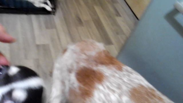 почему Эмили и Николь в клетке? Чихуарий Екатеринбург https://chihuariy-ekb.ru/ смотреть онлайн