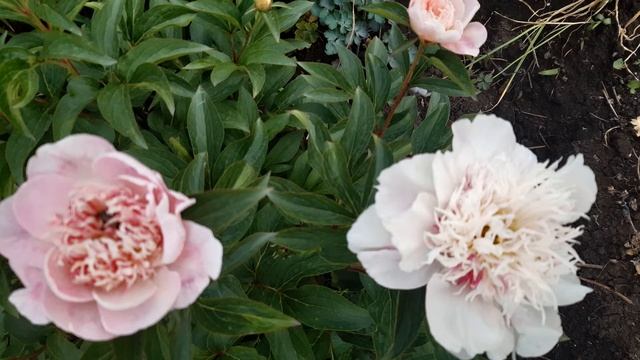 Peony DO TELL (Пион Ду Телл), Auten, 1946, USA смотреть онлайн