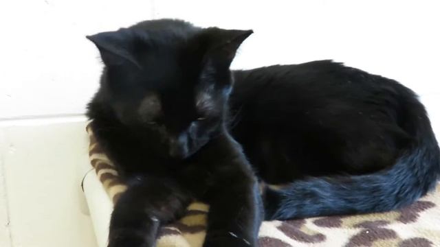 Binx @ The Noah Project MVI 2489 смотреть онлайн
