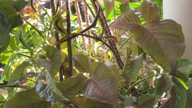 MOSTRANDO LINDAS PLANTAS. PHILODENDRON, ALOCASIAS, MARANTAS E MUITAS OUTRAS... Ateliê Florescer смотреть онлайн