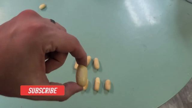 Characteristics Of Infertile Or Slug Snake Eggs