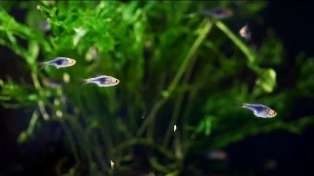 ТОП 5 аквариумных рыбок Барбусы, Неоны, Пецилии, Расбора, Петушок смотреть онлайн