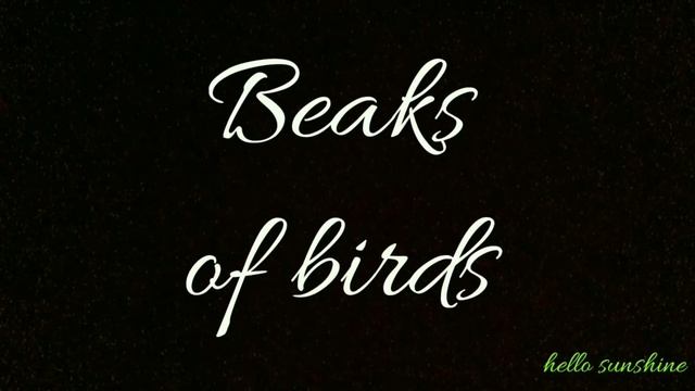 Birds and their features | Types of feathers | Flightless birds | Grade 3 смотреть онлайн