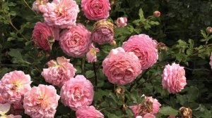 почвопокровные розы - лариса, хеллоу, пат де велюр, бесси, питомник роз полины козловой rozarium.bi