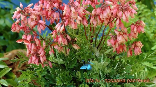 Дицентра красивая Бэкхэнэл (dicentra bekkanal) ? обзор: как сажать, саженцы дицентры Бэкхэнэл смотреть онлайн