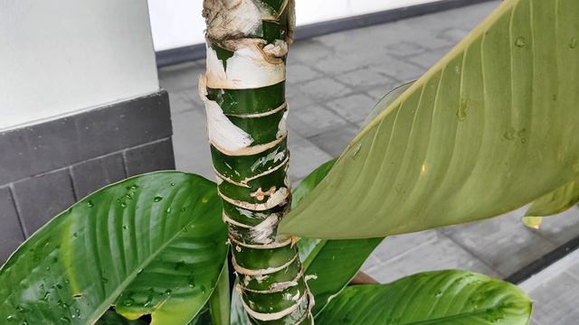 Диффенбахия. Dieffenbachia. смотреть онлайн
