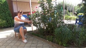 Мускари   мышиный гиацинт  Мой опыт  и рекомендации по выращиванию