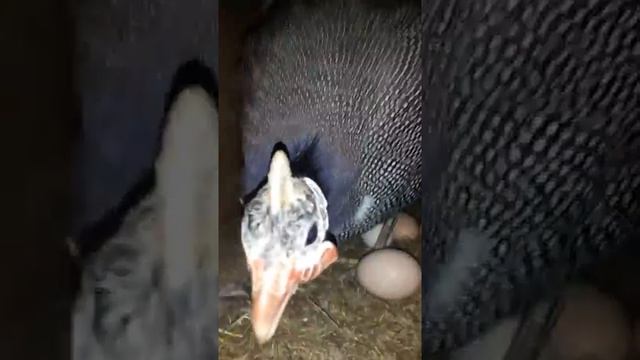 Цесарка на гнезде смотреть онлайн