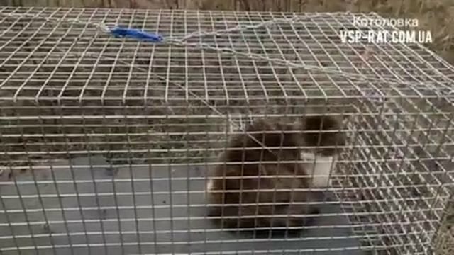 Котоловка (гуманная и безопасная) смотреть онлайн