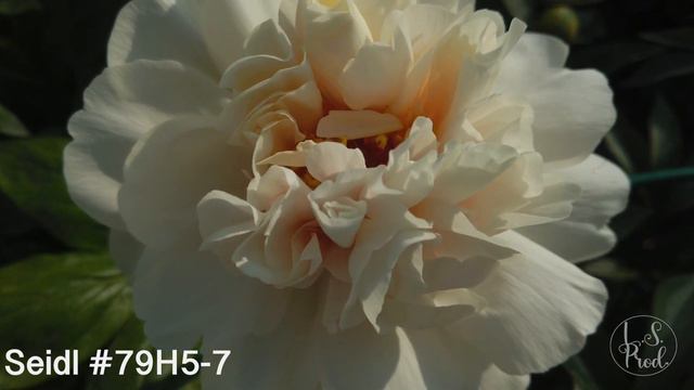 Seidl #79H5 7