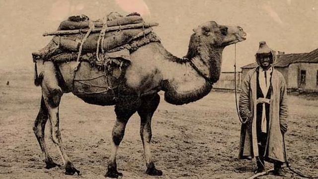 Tushda tuya ko'rsa nima bo'ladi tush tabiri смотреть онлайн