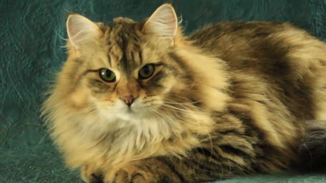 Lester Znatniy Zver , 7 months. Male. Siberian kitten, cattery Znatniy Zver смотреть онлайн