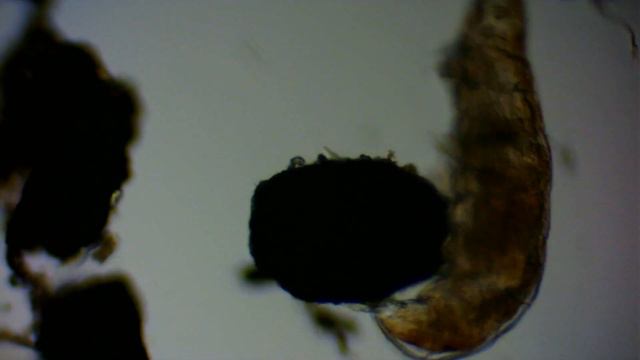 Micro Cosmos - First Tardigrade Under the Microscope смотреть онлайн