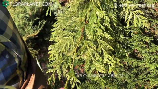 Ботанический Сад(СПб) - Туя складчатая Zebrina смотреть онлайн