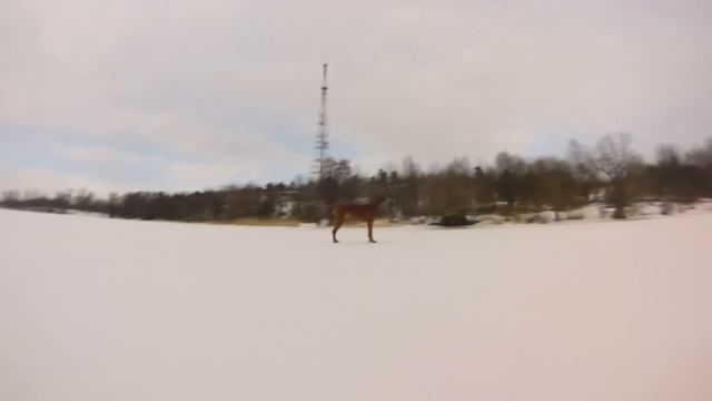 Риджбек смотреть онлайн