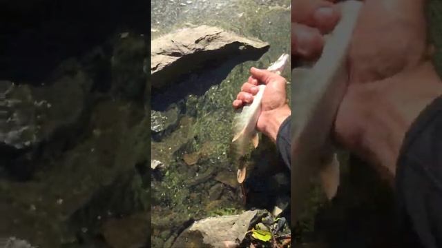 Дача щука смотреть онлайн