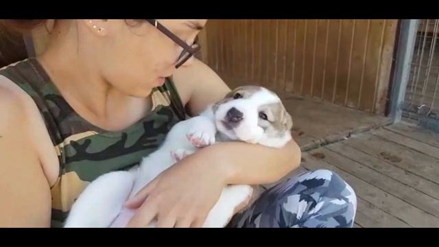 Щенки САО - АЛАБАЙ - 1 мес. Для души, охраны, выставок и разведения! - http://beliy-lekar.ru смотреть онлайн