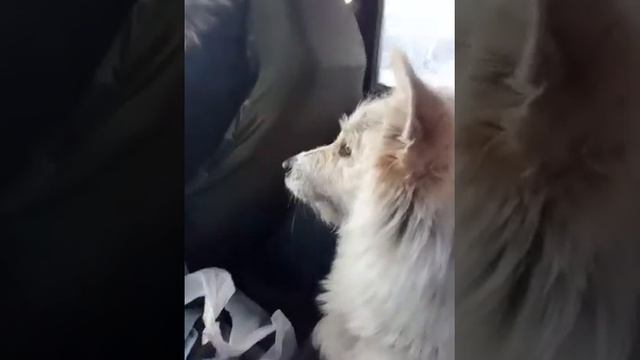 Поездка на дачу.чтобы было не скучно ехать смотреть онлайн