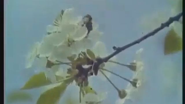 Пчеловодство на промышленную основу 1975 г смотреть онлайн
