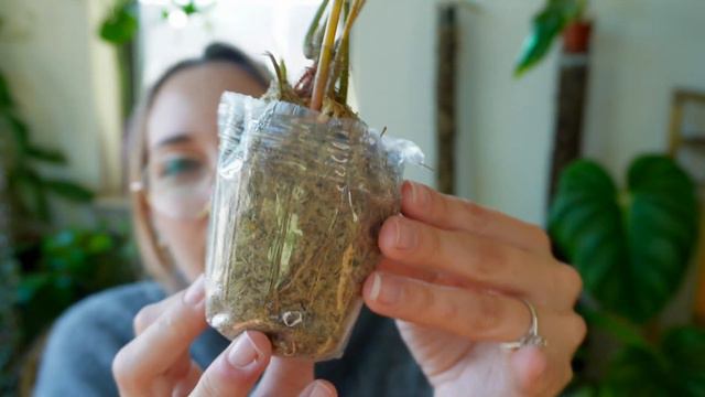 Plant Haul from Indonesia | Dracaena, Platycerium, Aglaonema and Anthurium смотреть онлайн
