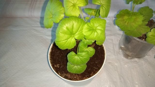 Почему скручиваются листья у пеларгоний. Герань смотреть онлайн