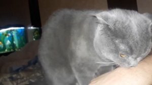 Как понять что надо кастрировать кота? Когда кастрировать кота?