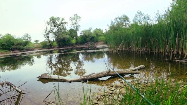 Адыгея. Рыбалка сазана на кукурузу. смотреть онлайн