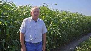 Сорго в кормлении #КРС. Опыт хозяйства. #сорго