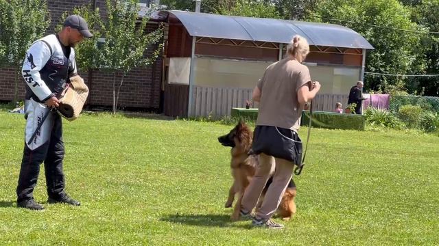 8.  выражено/перв ДАЙМАНТЕН ШЛОСС ФЕРРАРИ (Ural V. Frankengold – Даймантен Шлосс Риска)